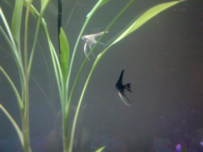 angelfish petsmart