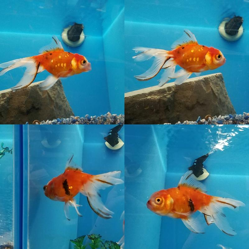 black moor goldfish petsmart