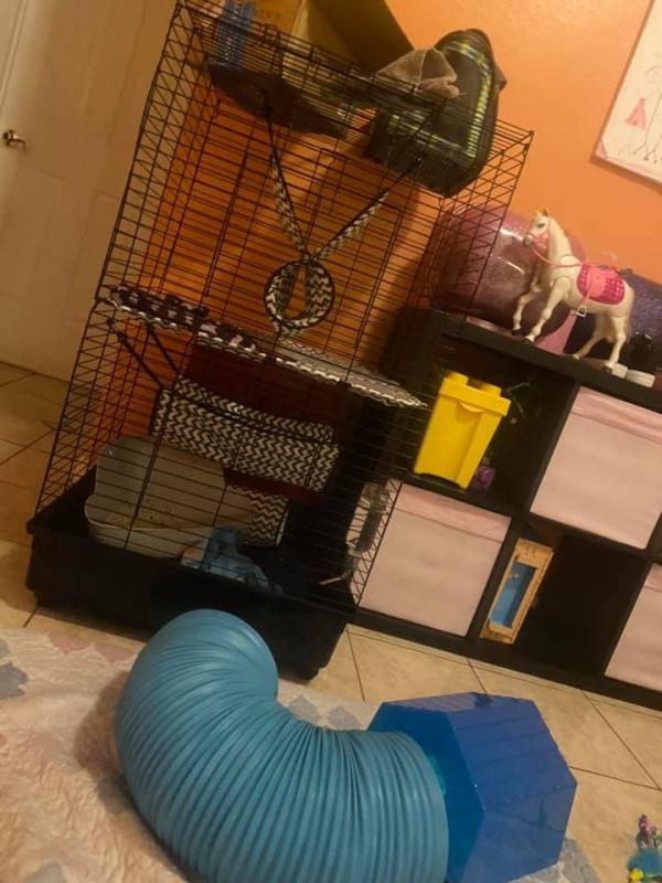 all living things ferret cage