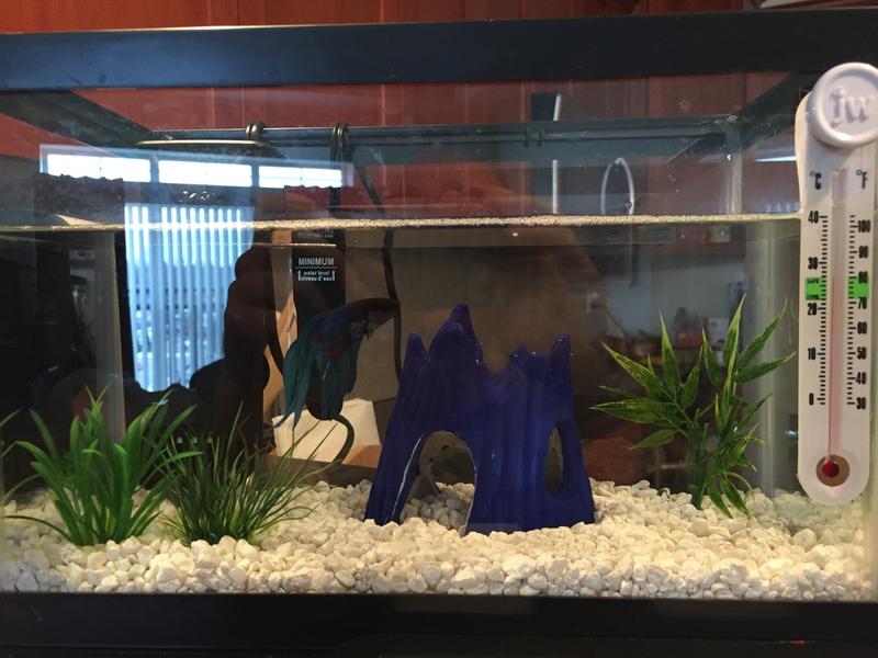 fish tunnel aquarium decor beta cave