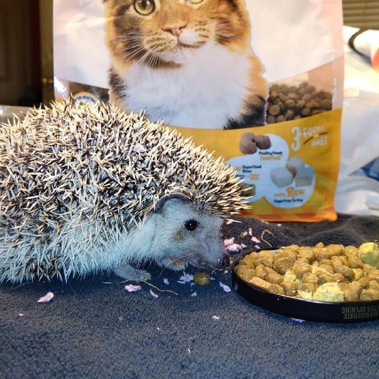 only natural pet powerfusion cat food