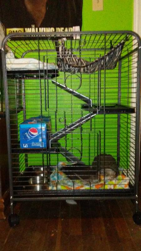 4 level rat cage