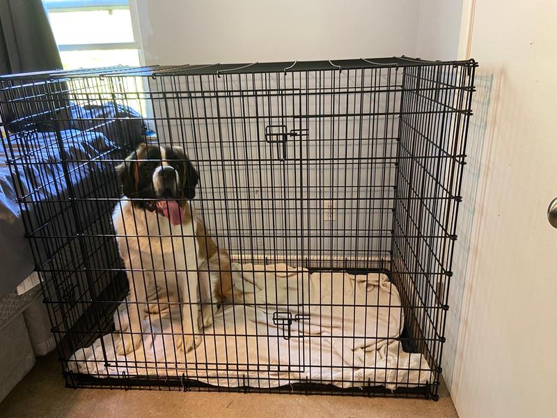 great dane crate petsmart