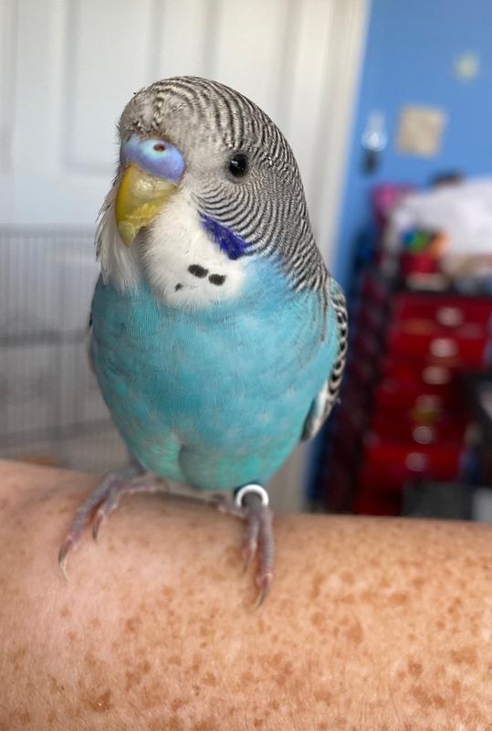 Parakeets for sale at petsmart hotsell