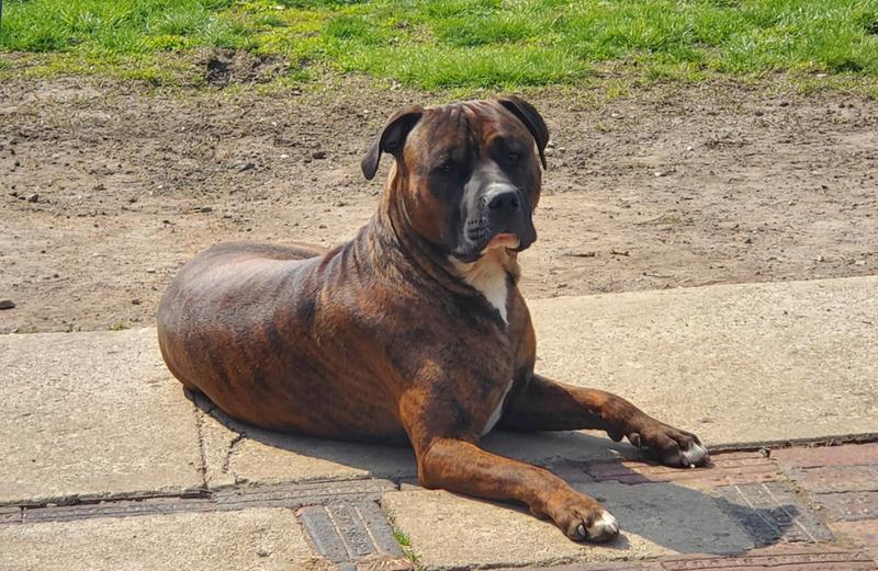 petsmart american journey