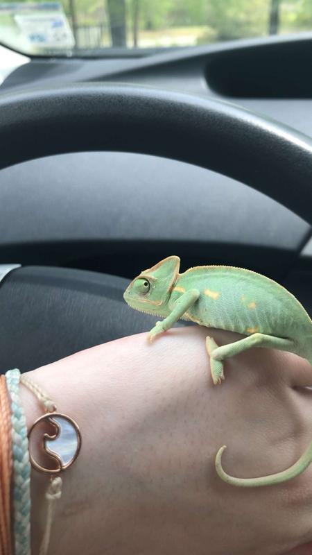 Veiled Chameleon For Sale | Live Pet 