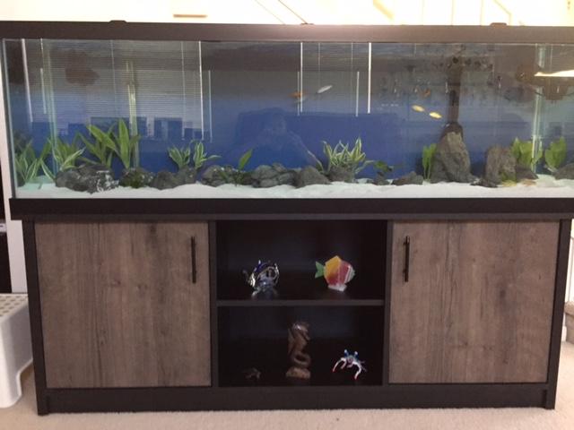 petco 125 gallon fish tank