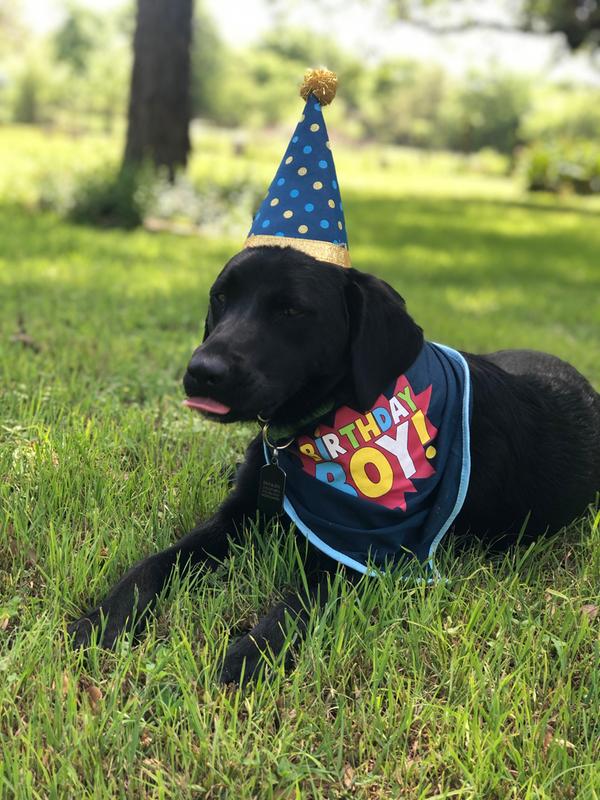 petsmart birthday party