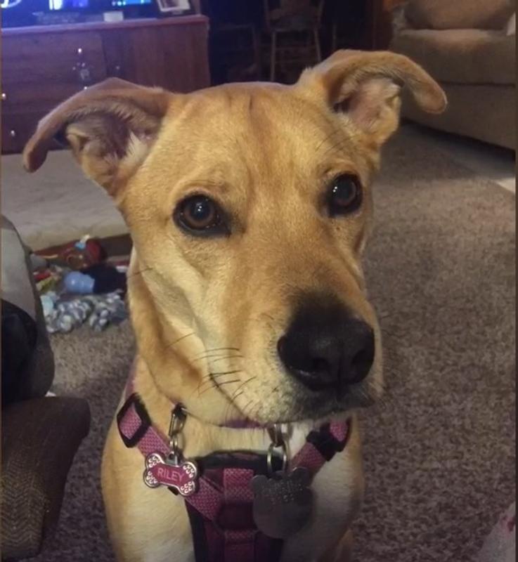 kong dog harness petsmart