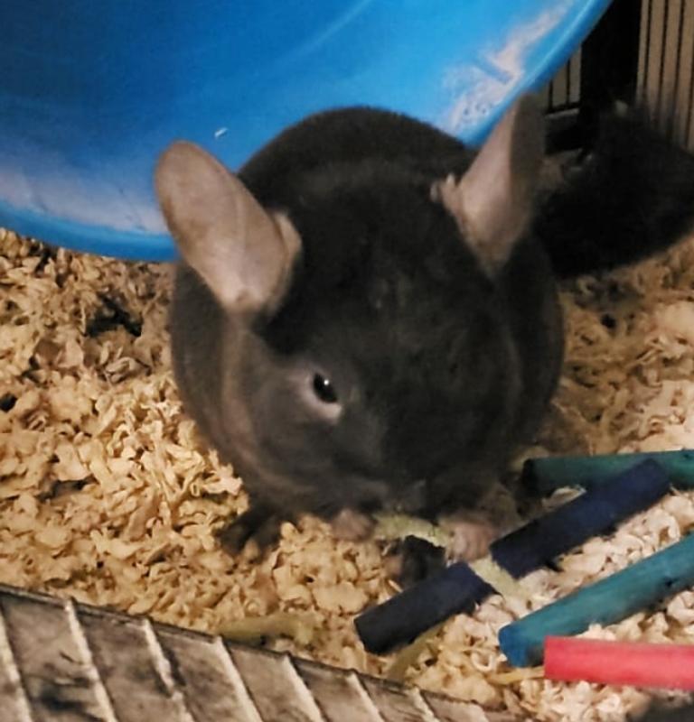 Female Chinchilla For Sale Live Small Pets Petsmart