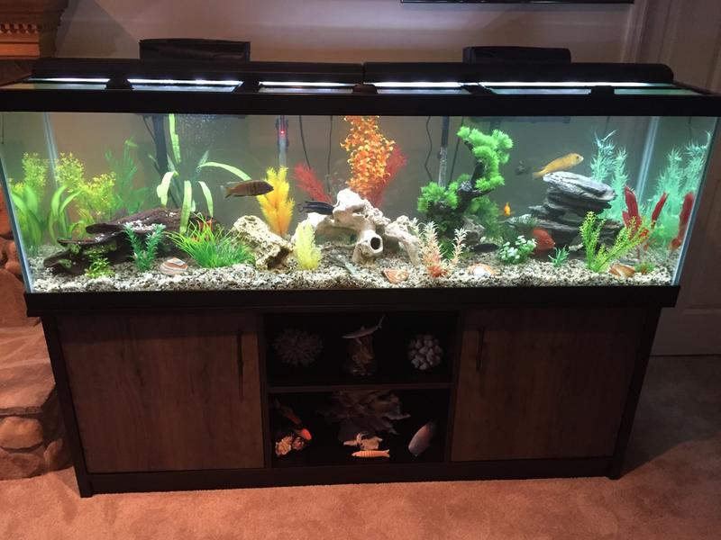 29 gallon shop aquarium stand petsmart