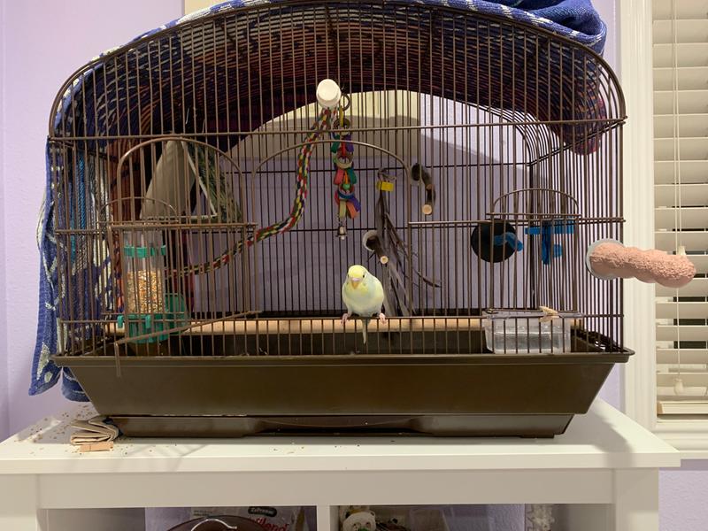 certified assistance dog