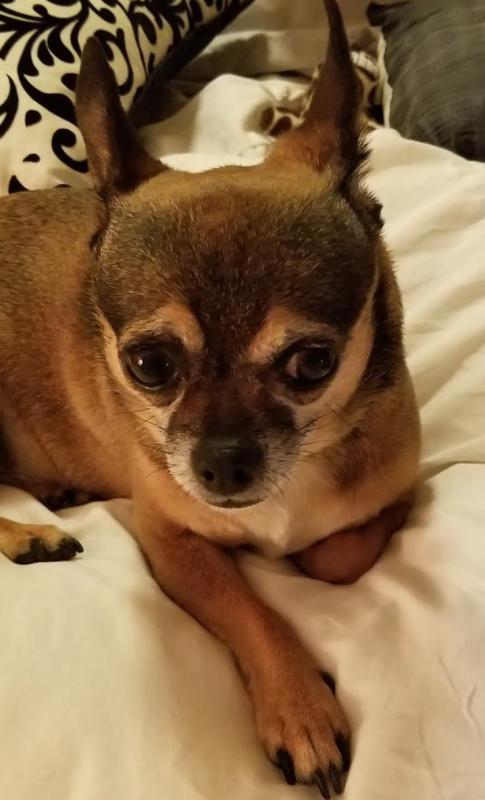 petsmart adaptil collar