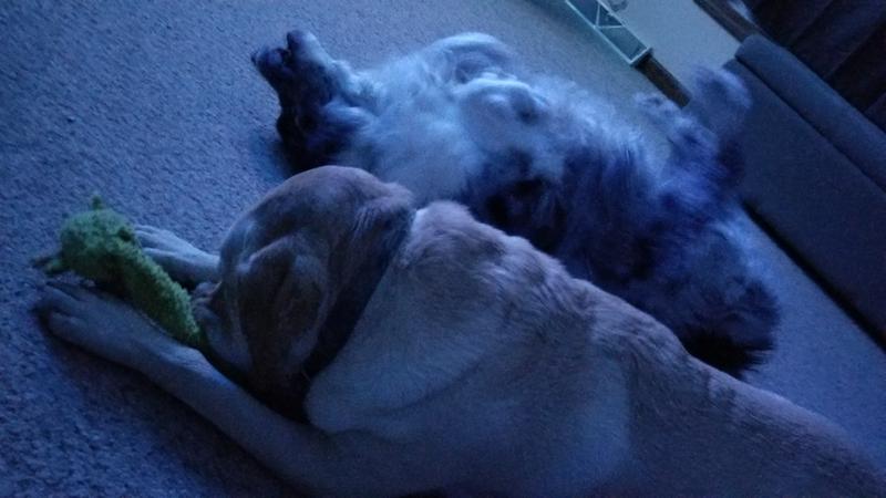 pumpkin puree petsmart