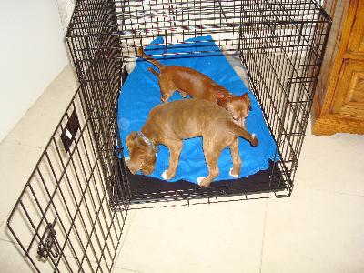 MidWest Life Stages Single Door Folding Dog Crate