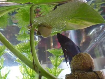 api fungus cure petsmart