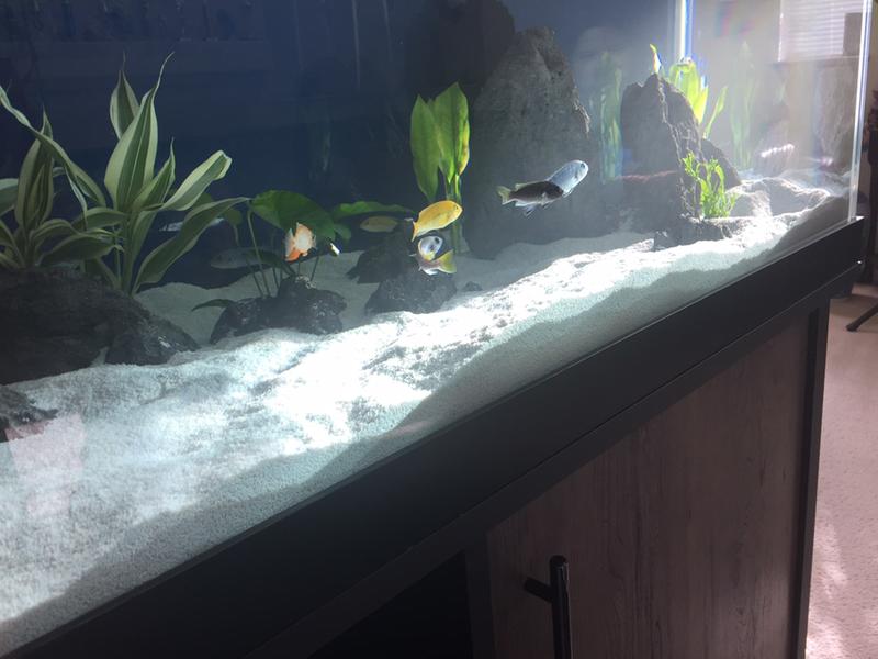 petsmart fish tanks 125 gallon