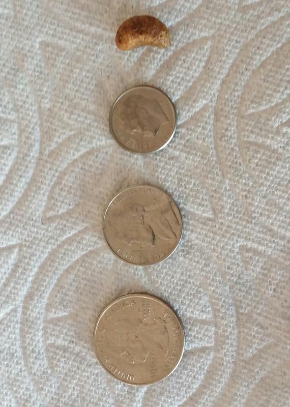 royal canin renal dry dog food