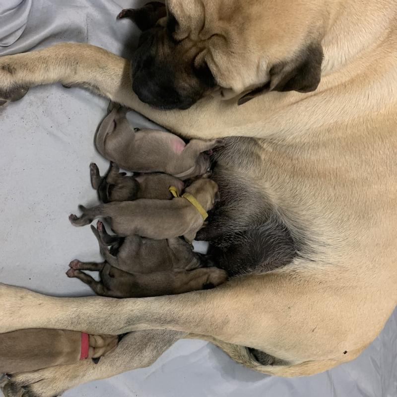 grizzly salmon oil petsmart