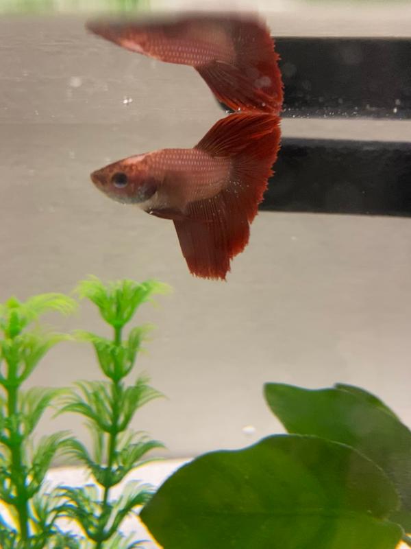 Pimafix petsmart best sale
