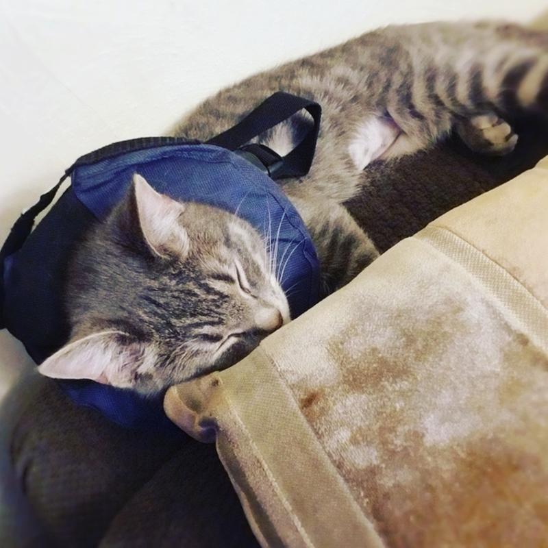 blow up dog cone petsmart