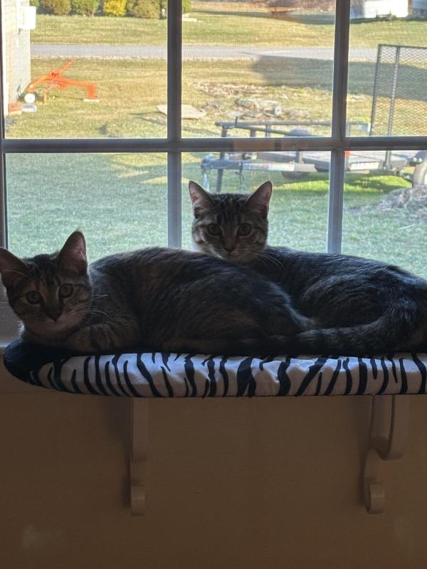 Cat window ledge petsmart sale