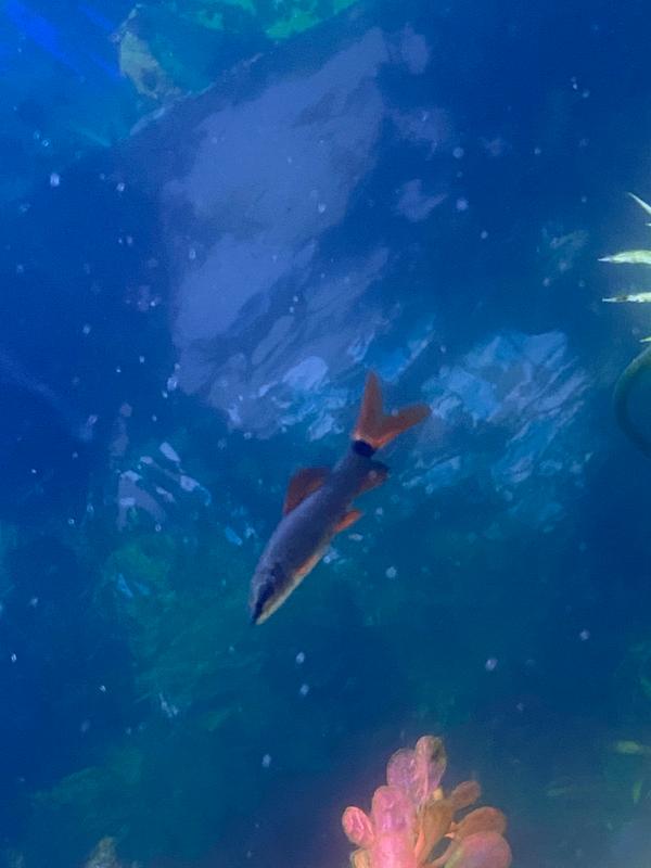 red tail shark petsmart