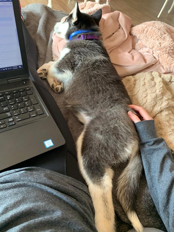 adaptil diffuser petsmart