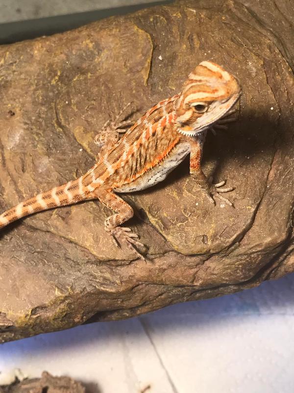 Bearded dragon petsmart best sale