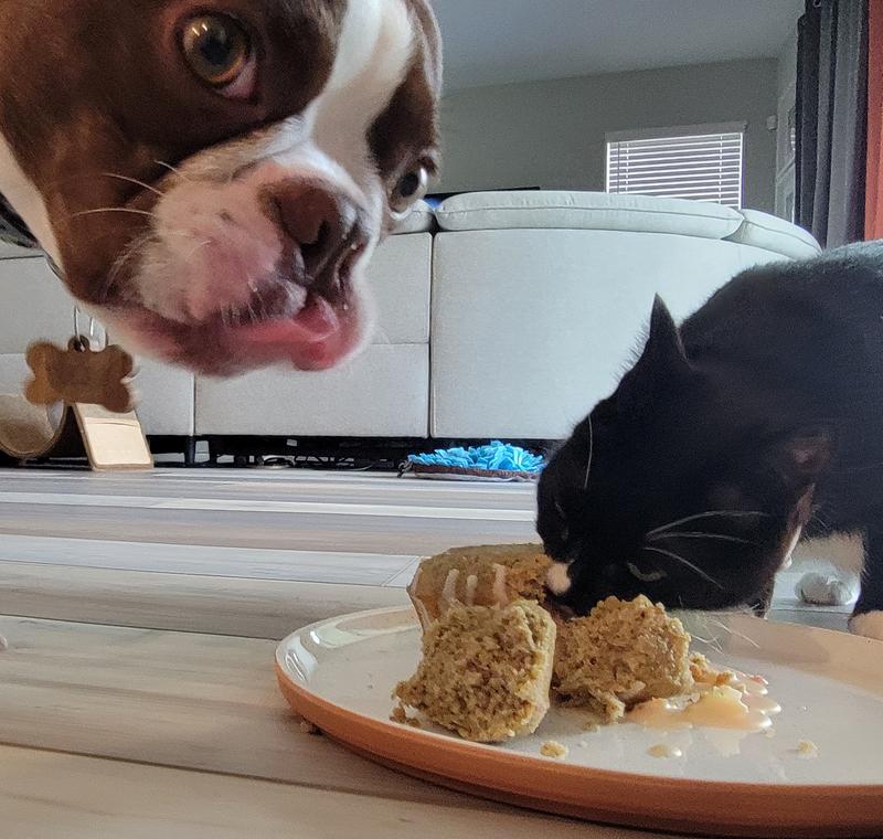 Petsmart dog cake mix sale