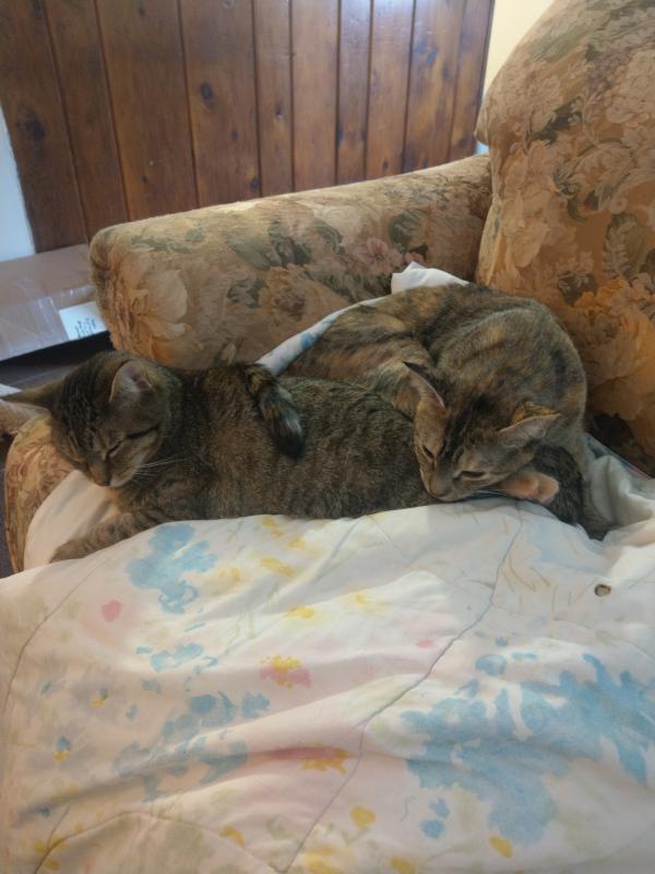 feliway refill petsmart