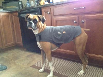 thunder jacket for dogs petsmart