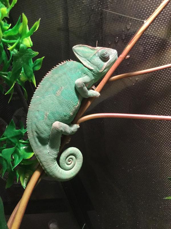 petsmart chameleon cage