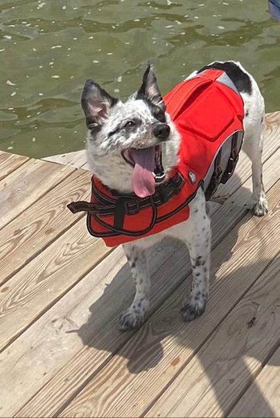 petsmart life jacket