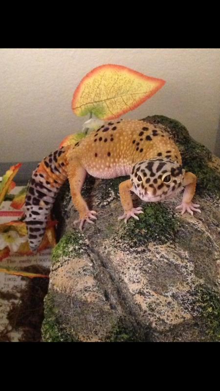 crested gecko petsmart