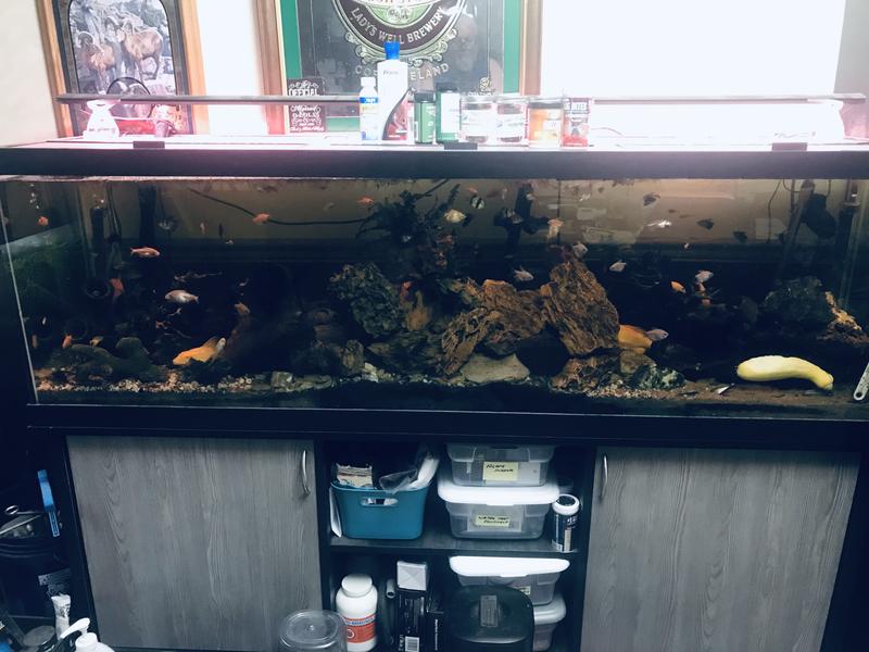 Petsmart 125 gallon hotsell