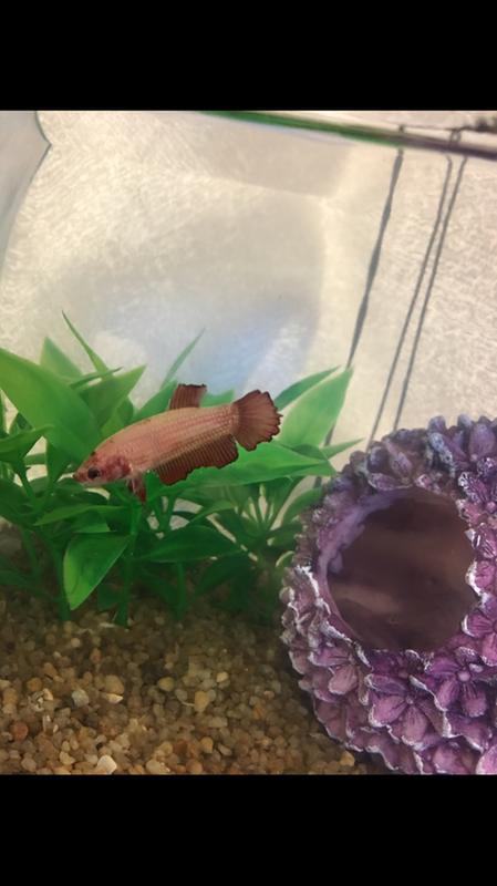 betta revive petsmart