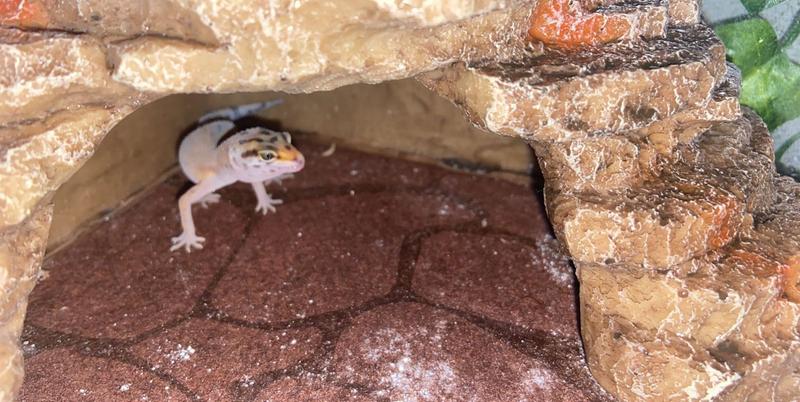 fancy leopard gecko petsmart