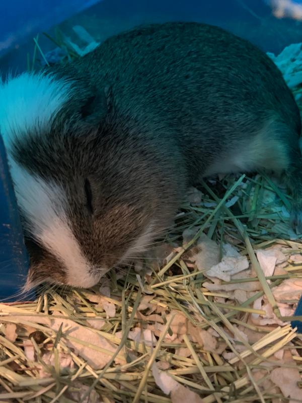 guinea pig cost petsmart