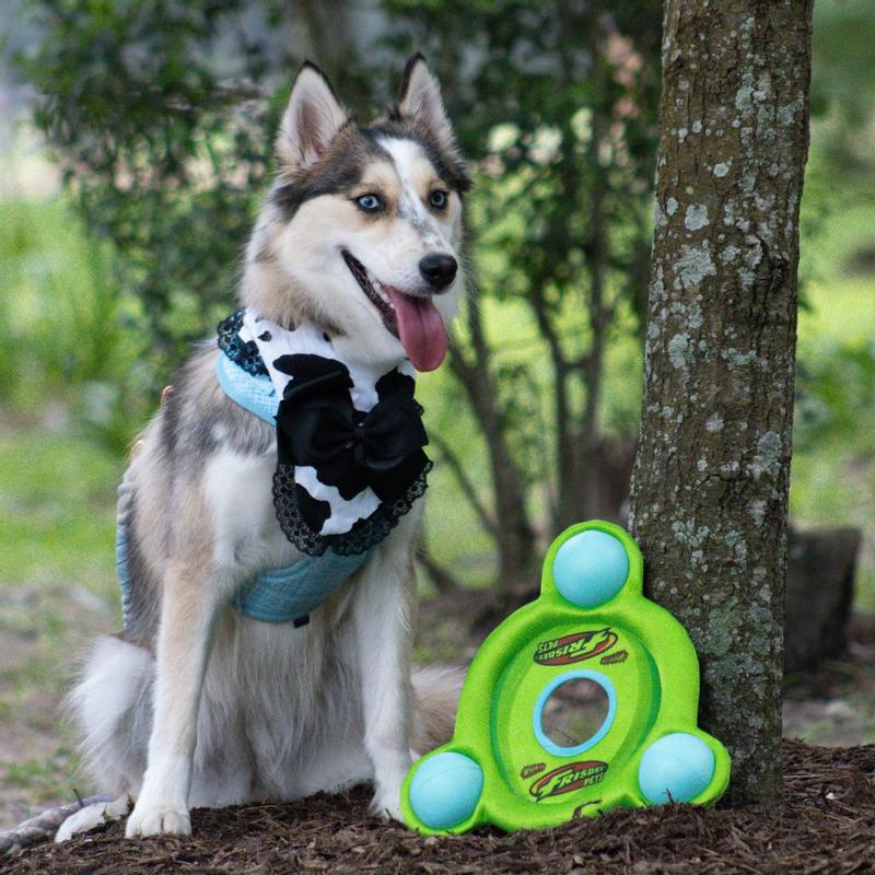 Dog frisbee petsmart sale