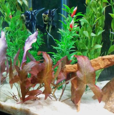 Aquarium plant bulbs sale