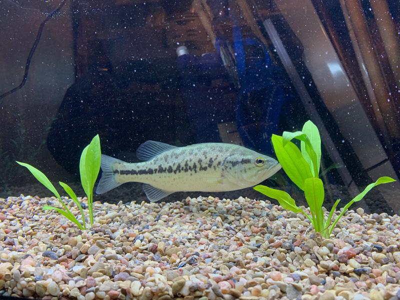 petsmart 5.5 gallon tank