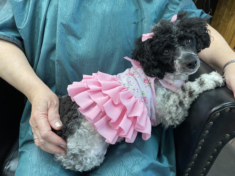 ThunderEase Calming Dog Collar