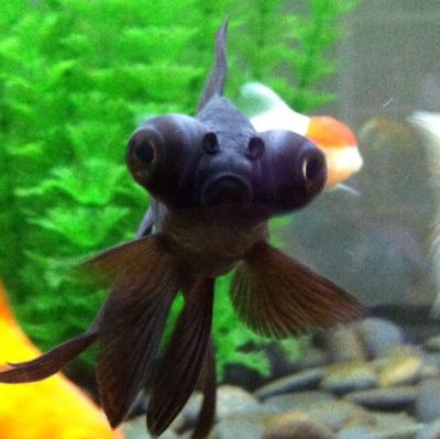 panda moor goldfish petsmart