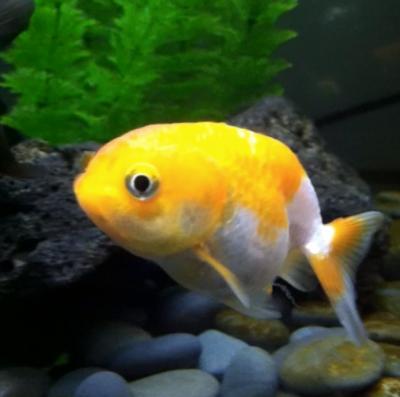 panda moor goldfish petsmart
