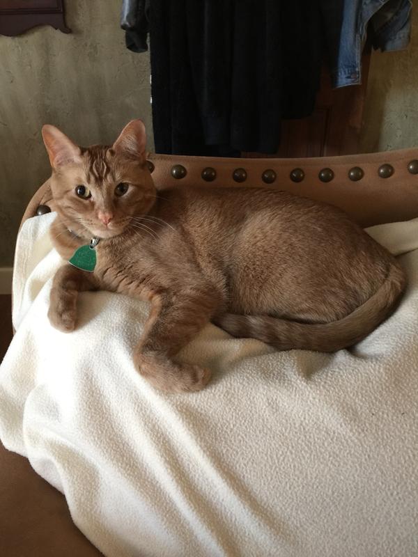 feliway refill petsmart