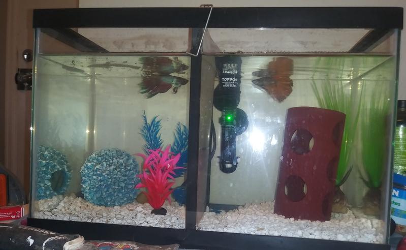 top fin betta tank heater 10 watts