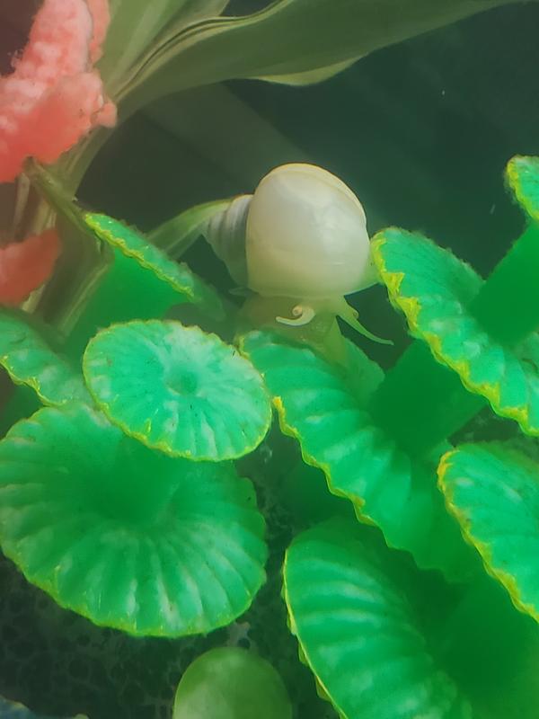 Does Petsmart Sell Snails
