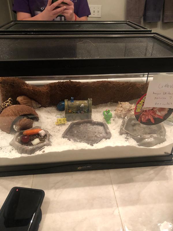 reptihabitat hermit crab kit