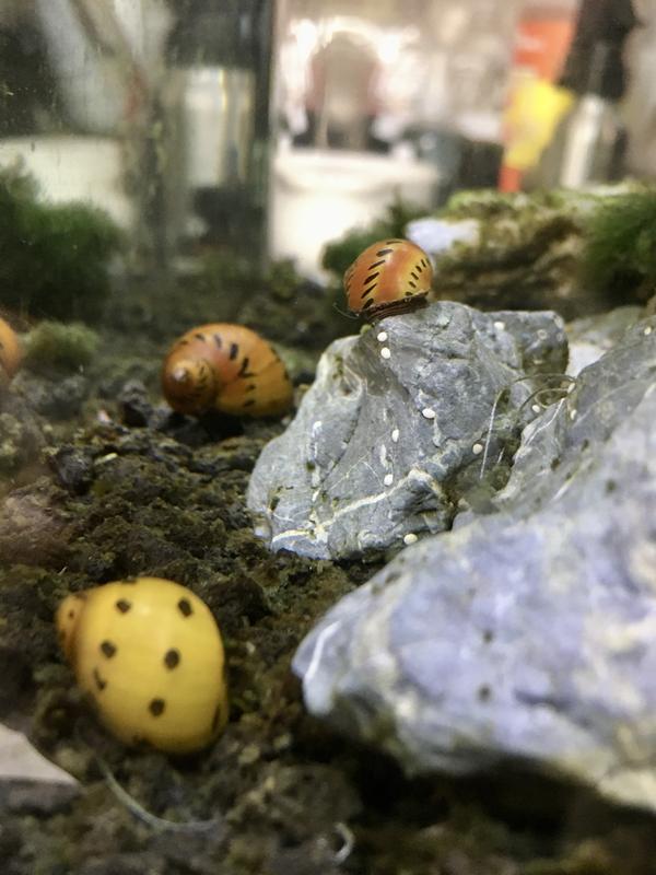 PetSmart Mixed Nerite Snail